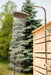 Dundalk Canadian Timber Savannah Standing Outdoor Shower  40" x 40" Platform  Dundalk Leisurecraft   